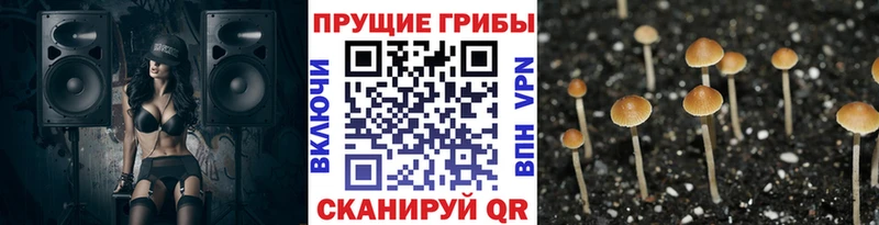 блэк спрут зеркало  Чебоксары  Псилоцибиновые грибы GOLDEN TEACHER  что такое наркотик 